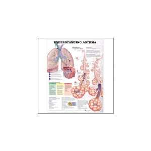  Anatomical Chart Company Understanding Asthma Anatomical Chart 