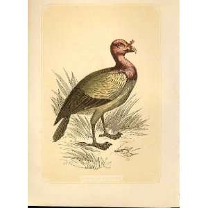 The King Vulture 1860 Coloured Engraving Sepia Style Bi 