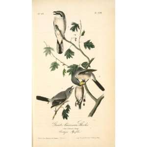 Hand Made Oil Reproduction   John James Audubon   24 x 42 