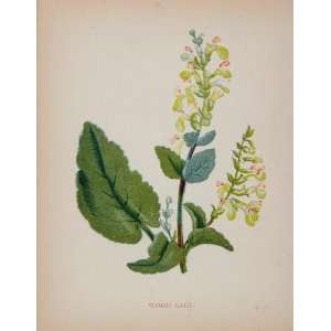 1902 Botanical Print Wood Sage Teucrium Scorodonia   Original Print