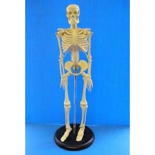 Desk Top Skeleton Model