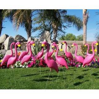  Flamingo Flocking   Pink Flamingo Youve Been Flocked Set 
