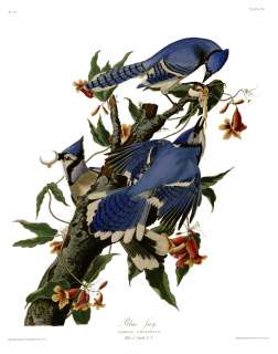 No. 102 Blue Jay Havell Audubon Print  