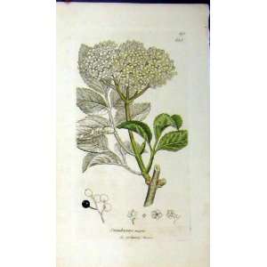   Botanical Print 1798 Sambucus Nigra Grass Plant