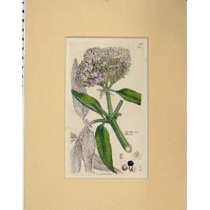   1793 Hand Coloured Print Flowers Sambucus Ebulus Plant