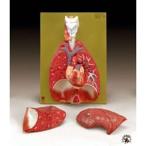Lungs With Heart, Diaphragm + L  Industrial & Scientific