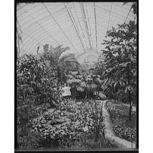  Lily pond,Horticultural Building,Detroit,Mich.