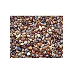  Natural Jumbo Gem (25 Pounds) [Set of 5]