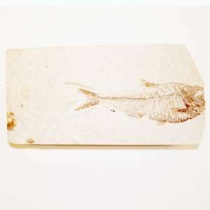 Green River Fm. Fossil Fish   Diplomystus G324  Kitchen 