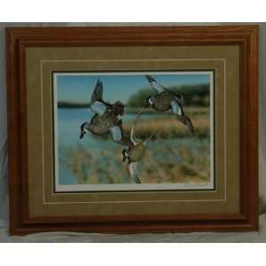  Blue Winged Teal Framed Art by Danny ODriscoll