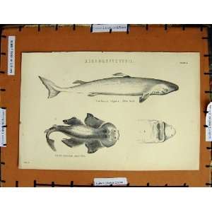   Antique Print C1800 1870 White Shark Angel Fish Nature