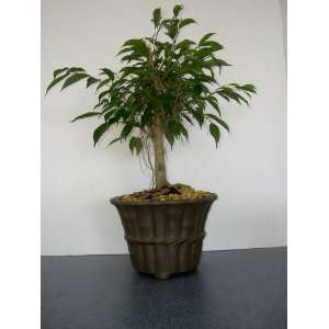 XL Imported Ficus Bonsai Tree in Unglazed Pot 15yrs old:  