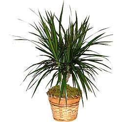 Dracaena Marginata Cane Green Plant  