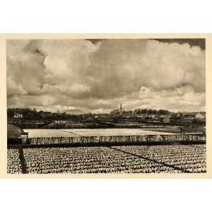  1935 Hyacinth Fields Haarlem The Netherlands Holland 