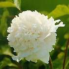 Lovely White Flower Chinas Peony Seeds Paeonia suffruticosa Tree DIY 