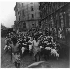   ,India,Kolkata,1945,large herd of sheep being driven through street