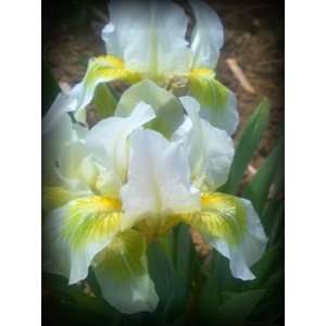  Melted Butter Tall Bearded Iris Rhizome Iridaceae 1 Bulb 