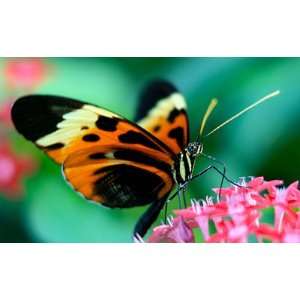  Butterfly Desktop Wallpaper 