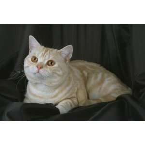   of Top 100 Pedigree Cats Canvas Art British Shorthair