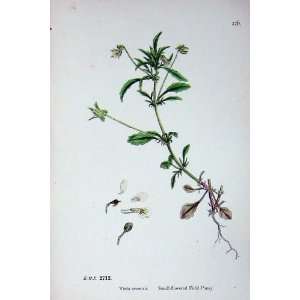   Botany Plants C1902 Small Flowered Field Pansy Viola