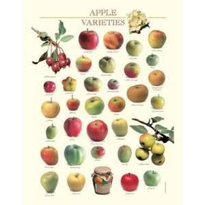  Apple Varieties    Print: Home & Kitchen
