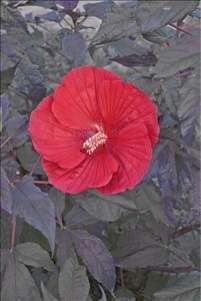 MIDNIGHT MARVEL Hardy Hibiscus    Plant in 4.5 pot  