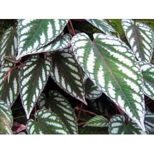  Rex Begonia Vine   Cissus Discolor   Great House Plant 
