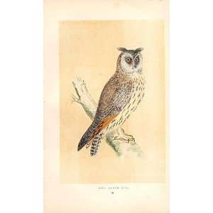  Long Eared Owl British Birds 1St Ed Morris 1851