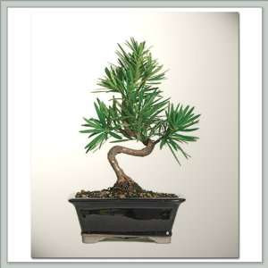   Chinese Yew (Podacarpus) Bonsai Tree I (b cy1) Patio, Lawn & Garden