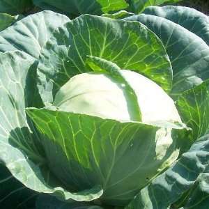  100 Seeds, Cabbage Early Flat Dutch (Brassica oleracea 