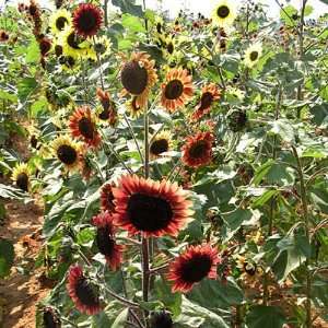  Sunflower Evening Sun Organic Seed Patio, Lawn & Garden