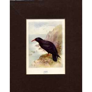  Cough Old Antique Bird Print 1910 Mounted By Lydon