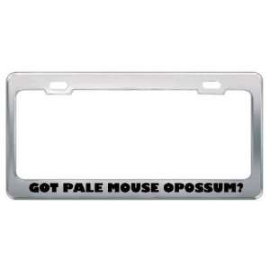 Got Pale Mouse Opossum? Animals Pets Metal License Plate Frame Holder 