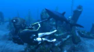 begegnung der unangenehmen art lara wird von einem hai angegriffen
