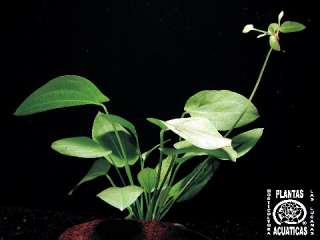 Topf Fittonia argyronauta, weiß Sumpflanze, Terrarium  