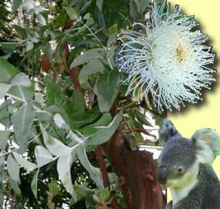 Bekannt ist der Eucalyptus als Nahrung der Koala Bären und wegen 