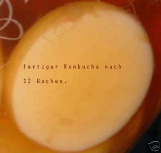 Kombucha + Milchkefir + Wasserkefir  Echte Kulturen in Berlin 