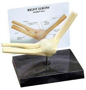 NEW Anatomical Basic Elbow Joint Model WOW  