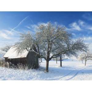 Barn and Apple Trees in Winter, Weigheim, Baden Wurttemberg, Germany 