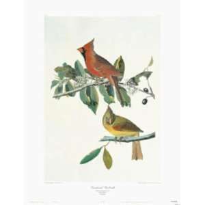  Cardinal Grosbeak   John James Audubon 16.75x24 CANVAS 