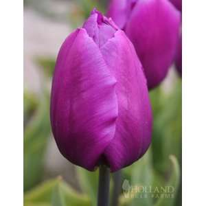    Purple Prince Tulip Value Bag   14 bulbs Patio, Lawn & Garden
