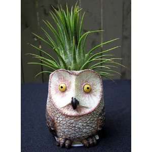  Owl Planter with Living Air Plant Patio, Lawn & Garden