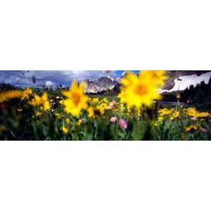  Daisies, Flowers, Field, Mountain Landscape, Snowy Mountain 
