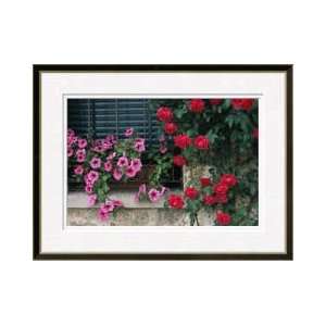  Petunia Flower Box Red Roses Asolo Italy Framed Giclee 