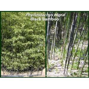  Phyllostachys nigra   Black Bamboo   #05 size Patio, Lawn 