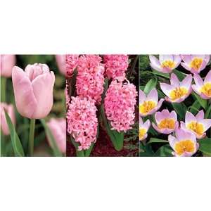  Tulips & Hyacinth Collection (15 bulbs) Patio, Lawn 