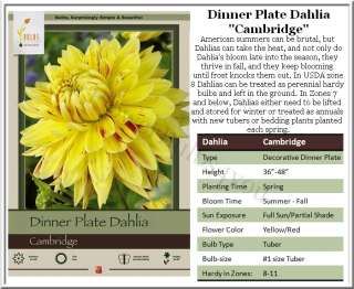 Dinner Plate Dahlia Cambridge #1 size Tubers (ships Spring)  