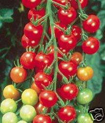 Tomato,Super Sweet 100, 50 Seeds, Vegetable seeds  